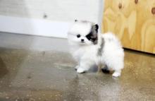Puppies for sale pomeranian spitz - Lithuania, Kaunas. Price 300 €