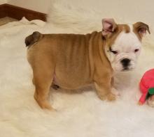 Puppies for sale english bulldog - Germany, Sprout. Price 490 €