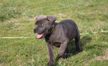 Puppies for sale other breed, cane corso italiano - Germany, Halle. Price 490 €