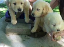 Puppies for sale golden retriever - Germany, Wiesbaden. Price 490 €