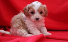 Puppies for sale mixed breed, cavapoo - Germany, Karlsruhe. Price 490 €