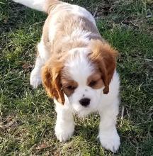 Puppies for sale king charles spaniel - Germany, Hannover. Price 490 €