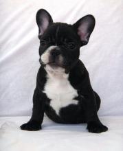 Puppies for sale french bulldog - Germany, Stuttgart. Price 490 €