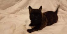 Puppies for sale other breed, cairn terrier - Germany, Giessen. Price 490 €