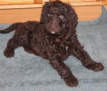 Puppies for sale mixed breed, labradoodle  - Germany, Zwickau. Price 490 €