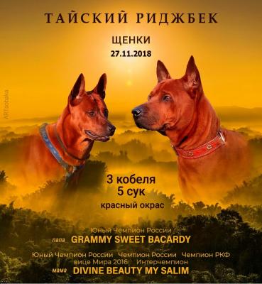 Продам щенка , Тайский риджбек - Россия, Архангельск