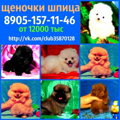 Продам щенка Шпиц - Россия, Ярославль. Цена 12000 рублей