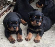 Puppies for sale rottweiler - Lithuania, Kaunas. Price 300 €