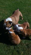 Puppies for sale english bulldog - Malta, Valletta