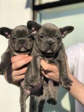 Puppies for sale french bulldog - Malta, Valletta