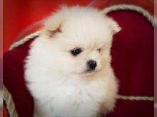 Puppies for sale pomeranian spitz - Greece, Athens. Price 300 $