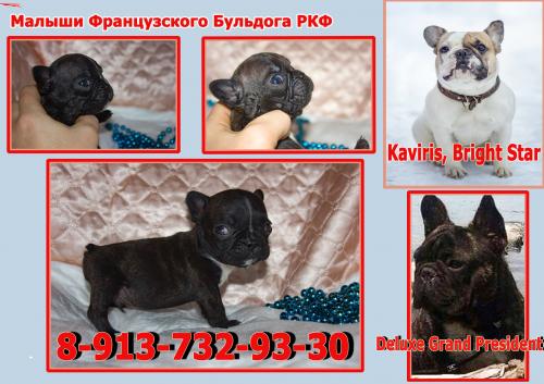 Продам щенка Французский бульдог - Россия, Новосибирск. Цена 45000 рублей