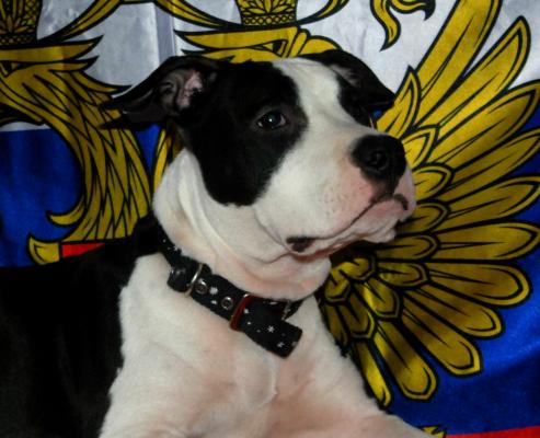 Продам щенка Американский стаффордширский терьер - Украина, Харьков. Цена 40000 рублей