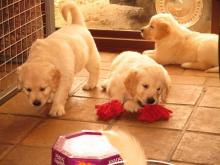 Puppies for sale golden retriever - Austria, Vienna. Price 300 $