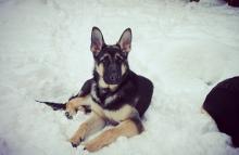 Puppies for sale east-european shepherd - Finland, Helsinki. Price 500 $