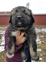 Puppies for sale caucasian shepherd dog - Slovenia, Novi Sad