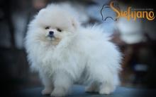 Puppies for sale pomeranian spitz - Slovenia, Shabatts, Loznica