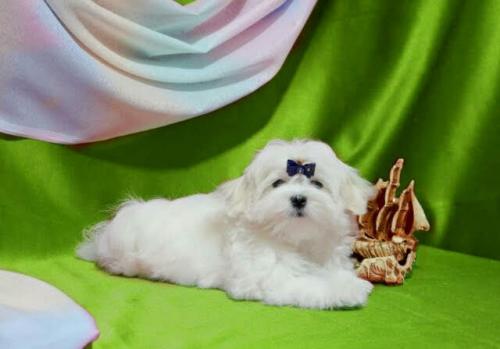 Продам щенка Болонка мальтийская - Украина, Одесса. Цена 8000 гривен