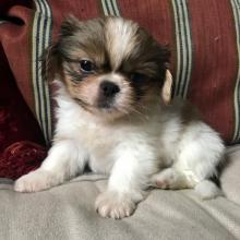 Puppies for sale pekinese - Belgium, Antwerp. Price 450 $