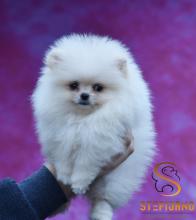 Puppies for sale pomeranian spitz - Slovenia, Shabatts, Loznica