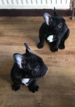 Puppies for sale french bulldog - Greece, Athens. Price 250 €