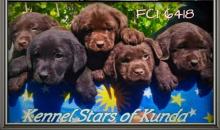 Puppies for sale labrador retriever - Slovenia, Novi Sad, Celarevo