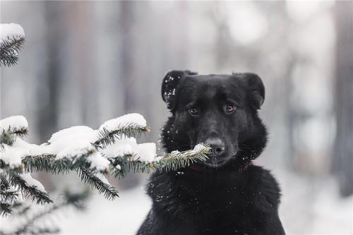 Отдам щенка в добрые руки Метис, Чудесная собака Берта в добрые руки. - Россия, Москва