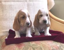 Puppies for sale basset hound - Uzbekistan, Namangan