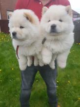 Puppies for sale chow chow - Ukraine, Dnipropetrovsk