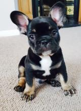 Puppies for sale french bulldog - Denmark, Kopenagen. Price 250 $