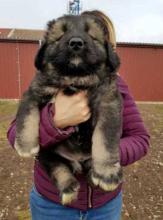 Puppies for sale caucasian shepherd dog - Slovenia, Novi Sad