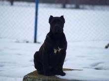 Puppies for sale other breed, cane corso - Slovenia, Belgrade, Zrenjanin