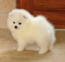 Puppies for sale pomeranian spitz - France, Marseille