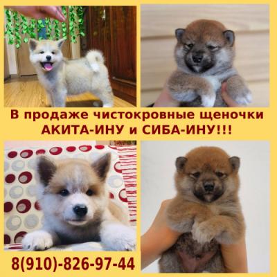 Продам щенка Акита, акита-ину - Россия, Иваново