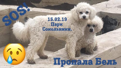 Пропала собака Бишон - Россия, Москва
