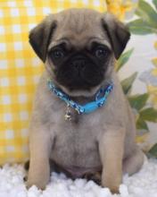 Puppies for sale pug - Germany, Aihvald