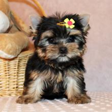 Puppies for sale yorkshire terrier - Germany, Essen