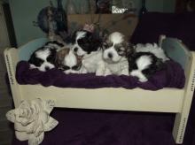 Puppies for sale shih tzu - Germany, Bochum