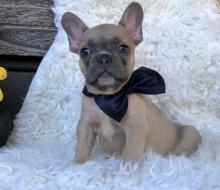 Puppies for sale french bulldog - Kyrgyzstan, Bishkek