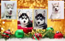 Puppies for sale haski - Russia, Tyumen