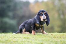 Puppies for sale basset hound - France, Paris