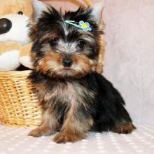 Puppies for sale yorkshire terrier - Germany, Chemnitz