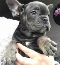 Puppies for sale french bulldog - Ukraine, Dnipropetrovsk. Price 300 $