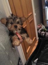 Puppies for sale yorkshire terrier - Poland, Grudenets