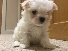 Puppies for sale maltese - Germany, Braunschweig