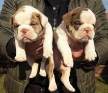 Puppies for sale english bulldog - Slovenia, Belgrade, Kikinda