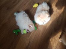 Puppies for sale pomeranian spitz, pomeranian - Malta, Valletta. Price 800 €