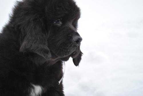 Продам щенка Ньюфаундленд, щенки ньюфаундленда - Россия, Саратов. Цена 30 000 рублей