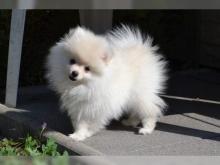 Puppies for sale pomeranian spitz - Kyrgyzstan, Bishkek