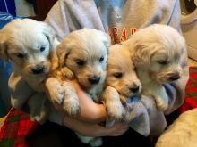 Puppies for sale golden retriever - Poland, Vukov